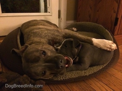 A blue nose Pit Bull Terrier is laying on his side in a dog bed and in front of him is a blue nose American Bully Pit puppy that is licking his neck.
