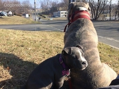 A blue nose American Bully Pit is sitting in grass and her head is near the back of a blue nose Pit Bull Terrier.