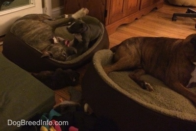 A blue nose American Bully Pit puppy is laying on a dog bed in front of a blue nose Pit Bull Terrier that is laying on his side. In front of them is a brown brindle with black and white Boxer laying on a dog bed.