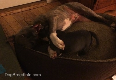 A blue nose Pit Bull Terrier is laying on his side in a dog bed and he has his paws on the back of a blue nose American Bully Pit puppy. The puppy is getting into the Pit Bull Terriers space.