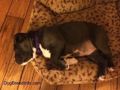 Top down view of a pudgy blue nose American Bully Pit puppy that is sleeping on a dog bed.