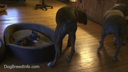 The backsides of a brown with black and white Boxer and a blue nose Pit Bull Terrier. They are standing on a hardwood floor next to a dog bed. In the dog bed is a tiny blue nose American Bully Pit puppy laying on her left side.