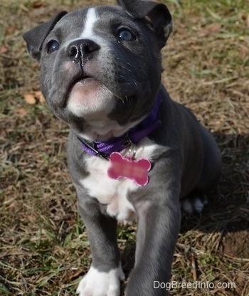 Close up - A blue nose American Bully Pit puppy is sitting in grass looking up. She looks like a stuffed toy.