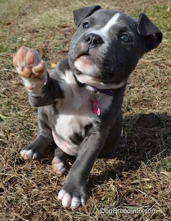 A blue nose American Bully Pit puppy is sitting and grass and she is lifting her left paw in the air looking up.