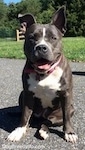 A blue nose American Bully Pit is sitting on a blacktop surface. She is looking forward, her mouth is open and it looks like she is smiling. There is a persons shadow behind her.