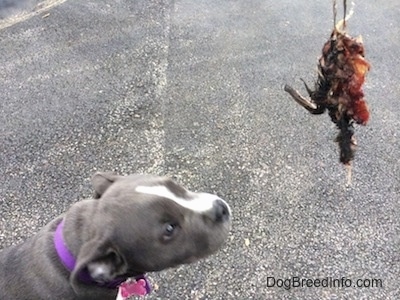 A blue nose American Bully Pit puppy is looking up at a piece of a dead bird that a person is holding.