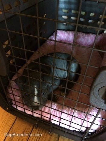 A blue nose American Bully Pit puppy is laying down on a pink crate liner inside of a closed dog carrier.