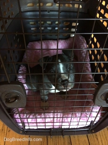 A small blue nose American Bully Pit puppy is sitting on a pink pillow and they are looking forward inside of a carrier.