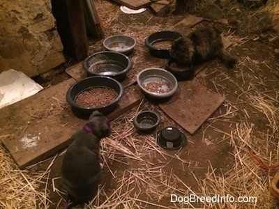 The back of a blue nose American Bully Pit puppy is sitting in hay in a barn stall and there are bowls of food in front of her. There is a cat eating food out of a food bowl.