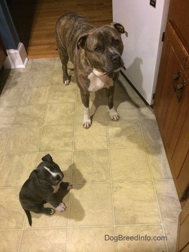A blue nose Pit Bull Terrier is standing in front of an open door and looking up. Next to him is a very small blue nose American Bully Pit puppy sitting on a tiled floor and looking up.
