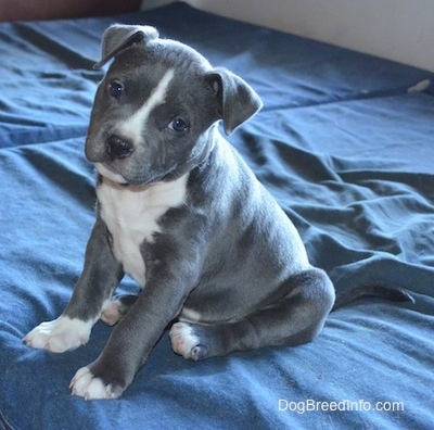 9 week old blue nose pitbull puppy