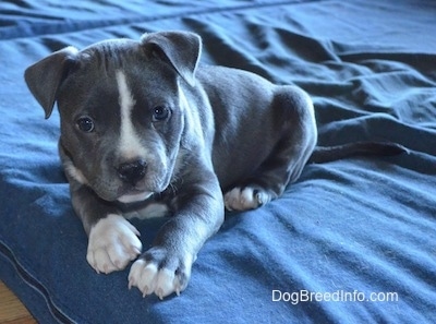 blue bully pitbull puppies