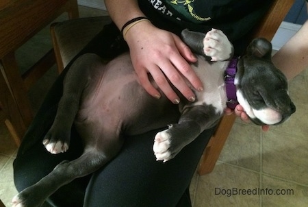 A blue nose American Bully Pit puppy is laying on her back in the lap of a person sitting in a chair.