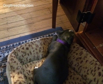 A blue nose American Bully Pit puppy is laying on a leopard print dog bed and biting the corners of a cabinet next to her.