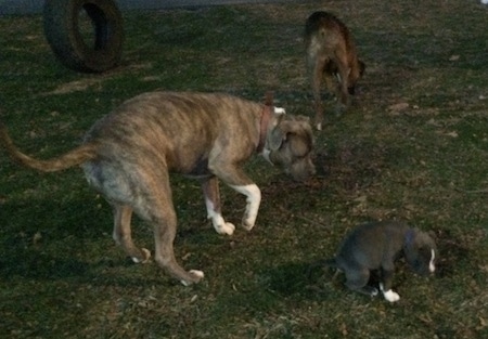 The backside of a brown with black and white Boxer is walking around grass with a puppy pooping near him.