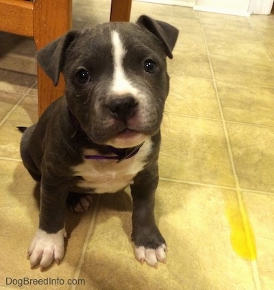Close up front view - A blue nose American Bully Pit puppy is sitting on a tiled floor next to a puddle of yellow pee looking forward. Her head is slightly tilted to the left.