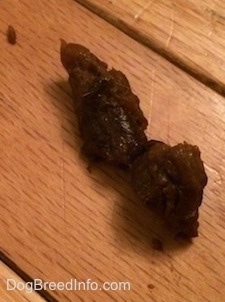 Close up - dog poop on a hard wood floor.