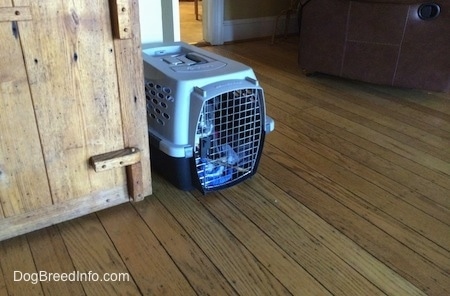 A blue nose American Bully Pit puppy is sitting on a blanket inside of a crate. The crate is placed on a hardwood floor next to a wooden cabinet.