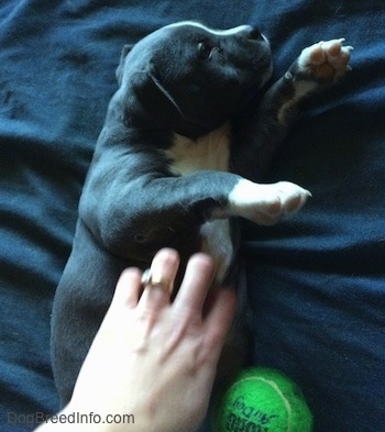 An American Bully Pit puppy is laying on her back on a pillow. There is a person rubbing her stomach and she is trying to roll over. There is a tennis ball near her.