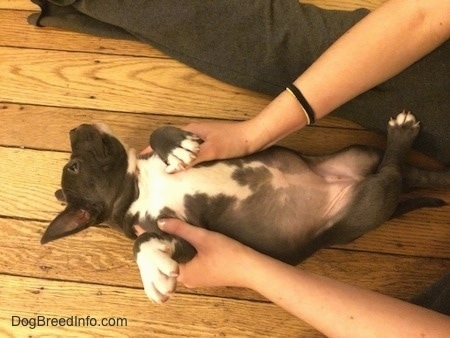 A person has their hands on the sides of an upside down American Bully Pit puppy holding her belly up on the floor.