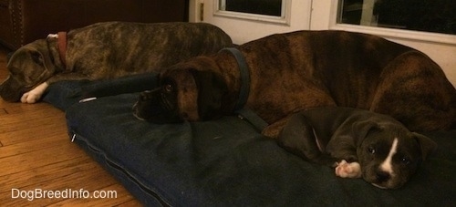 A blue nose Pit Bull Terrier is laying down on a blue pillow next to a brown with black and white Boxer and a blue nose American Bully Pit puppy.