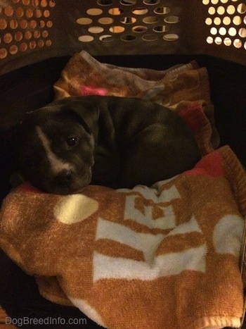 A blue nose American Bully Pit puppy is laying down on top of a beach towel inside of a crate.