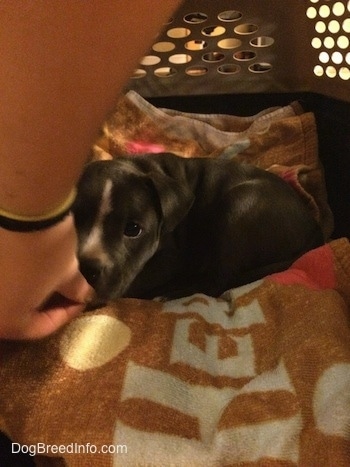 A blue nose American Bully Pit puppy is laying down on a blanket inside of a crate. There is a person feeding the puppy a treat.