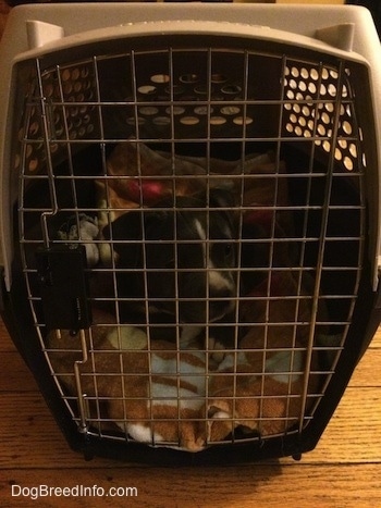 A blue nose American Bully Pit puppy is laying on a beach towel inside of a crate.