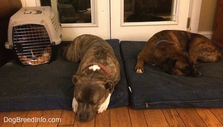 A blue nose American Bully Pit puppy is laying on a blanket inside of a crate and on top of a blue pillow. There is a blue nose Pit Bull Terrier sleeping on the same blue pillow and next to him is a brown with black and white Boxer sleeping on the next dog bed over.