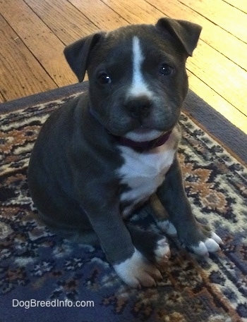 Close up - A blue nose American Bully Pit puppy is sitting on a rug and she is looking up, her head is slightly tilted to the left.