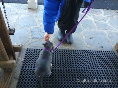 The backside of a blue nose American Bully Pit puppy that is standing on a rubber mat on a stone porch. She is being fed a snack on the mat.