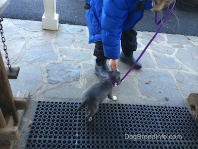 The backside of a blue nose American Bully Pit puppy that is being led off of a stone porch. She is being led by a person holding a snack in their hand.