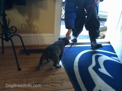A person is walking out of a door and a blue nose American Bully Pit puppy is going after the persons hand that has a treat in it.