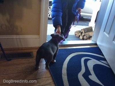The backside of a blue nose American Bully Pit puppy that is standing on a Penn State rug. She is going after a persons hand to get the food.