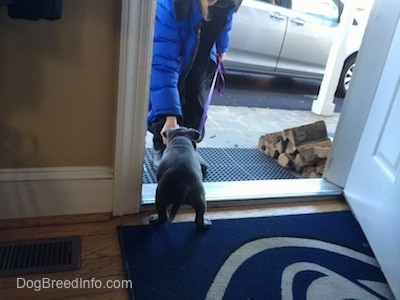 The backside of a blue nose American Bully Pit puppy that is standing on a doorway. The puppy is almost outside. There is a person with a snack in their hand leading the puppy out.
