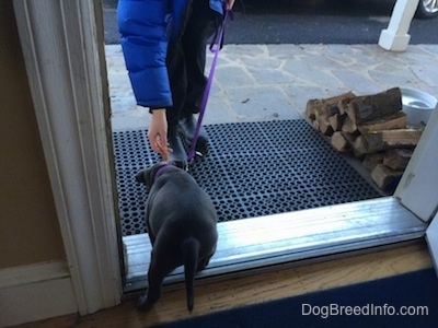 The backside of a blue nose American Bully Pit puppy that is standing on to a rubber mat in front of a door.