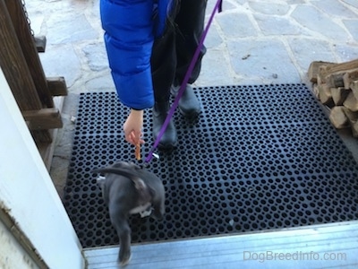 The backside of a blue nose American Bully Pit puppy that is falling on to a rubber mat in front of a door. There is a person with a dog treat in their hand in front of the puppy.