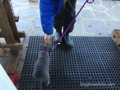 The backside of a blue nose American Bully Pit puppy is standing on a rubber mat on a porch. She is being handed a snack by the person in front of her.