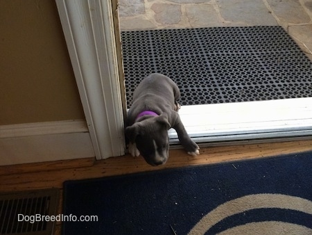 A blue nose American Bully Pit puppy is walking up a step through a doorway.