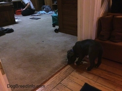 A blue nose American Bully Pit puppy is standing in front of a doorway into a bigger room. She is sniffing the carpet of the room.