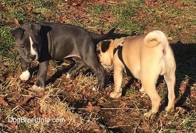 A blue nose American Bully Pit puppy is standing in grass and sniffing her is a tan with black Pug puppy. The dogs are about the same size.
