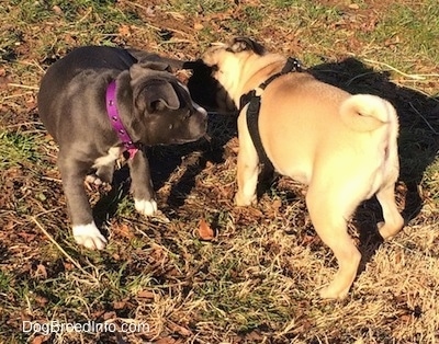 A blue nose American Bully Pit puppy is sniffing the side of a tan with black Pug puppy.
