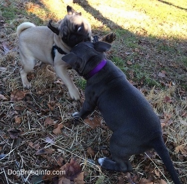 A blue nose American Bully Pit puppy and a tan with black Pug puppy are pawing and jumping at each other. They are outside in grass.
