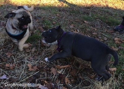 A tan with black Pug puppy is running across grass with its mouth open and A blue nose American Bully Pit puppy is lunging at the Pug.