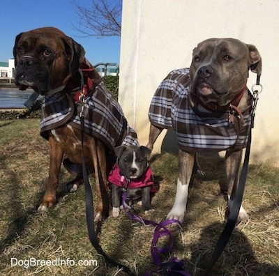 Two dogs and a puppy are sitting and standing in grass and they are wearing vests. There is a wall behind them.