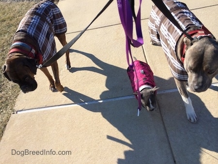 Two dogs and a puppy are walking down a sidewalk. They are all wearing vests.