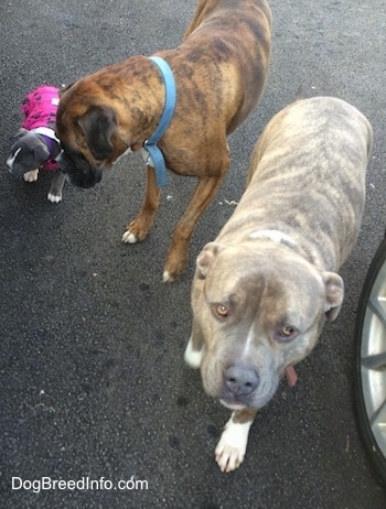 A blue nose Pit Bull Terrier, a brown brindle Boxer and a blue nose American Bully puppy are walking down a blacktop surface.