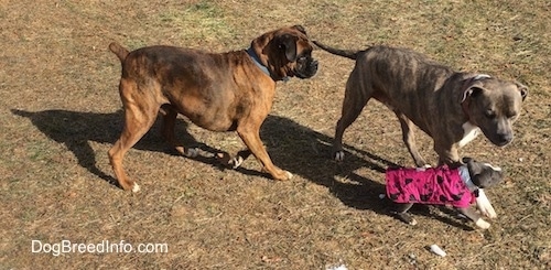 A blue nose Pit Bull Terrier and a brown brindle Boxer are chasing after a blue nose American Bully Pit puppy outside in brown grass.