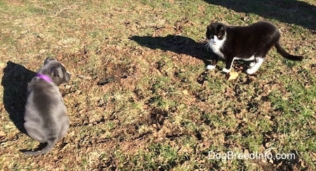 The back of a blue nose American Bully Pit puppy is sitting in grass and looking at a black with white cat that is standing across from her. The cat and the dog are about the same size.