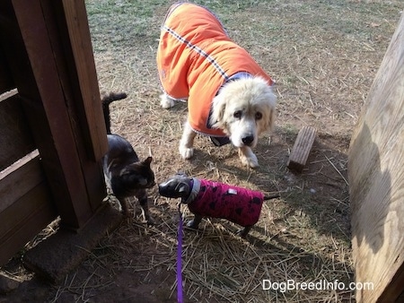 A black cat and a blue nose American Bully Pit puppy are standing in hay. The puppy is sniffing the cat. A Great Pyrenes is standing behind the Bully Pit puppy.